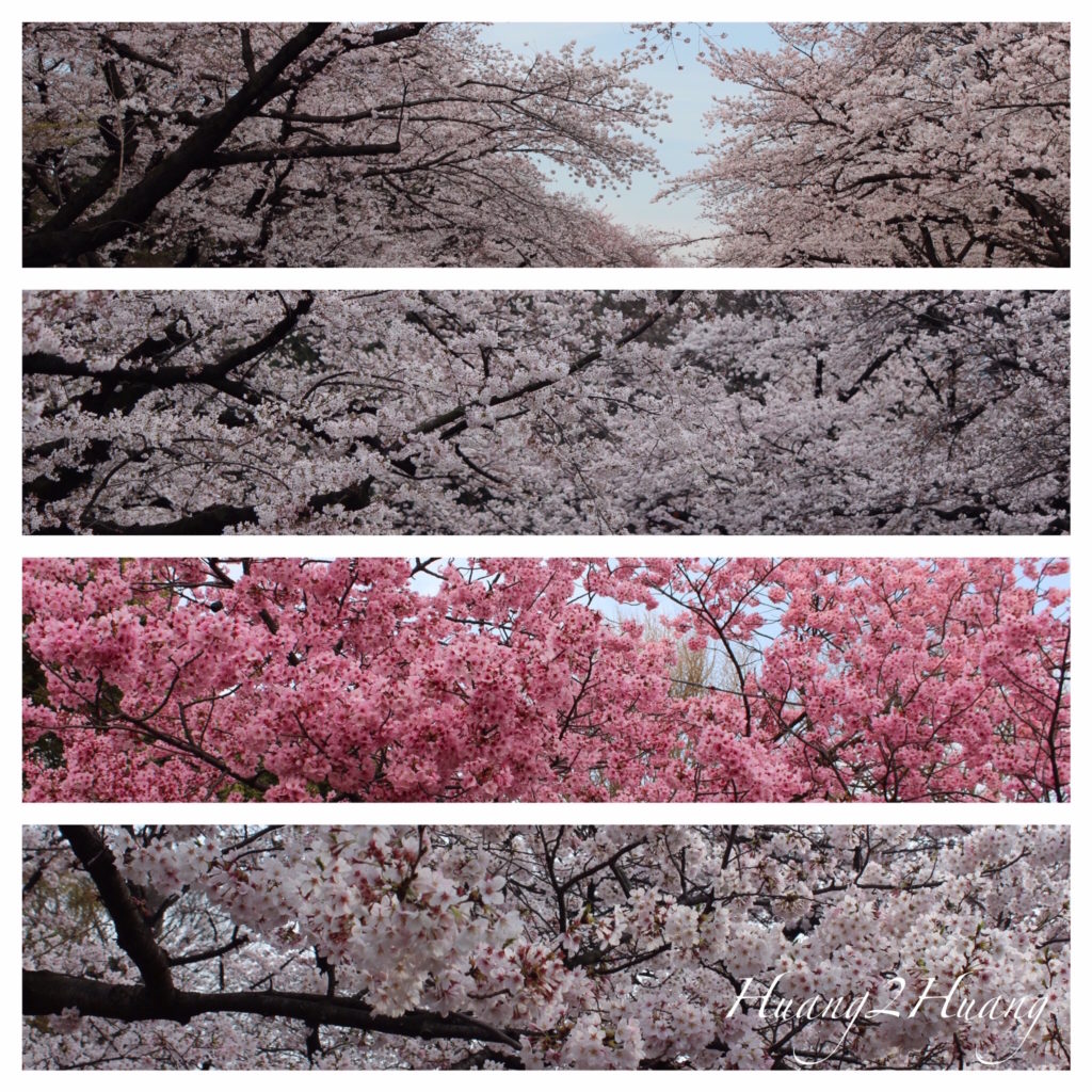 Cherry Blossom Collage