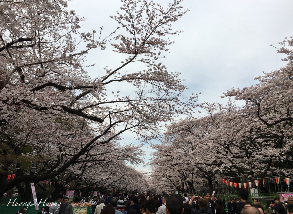 ueno-park-cherry-blossoms